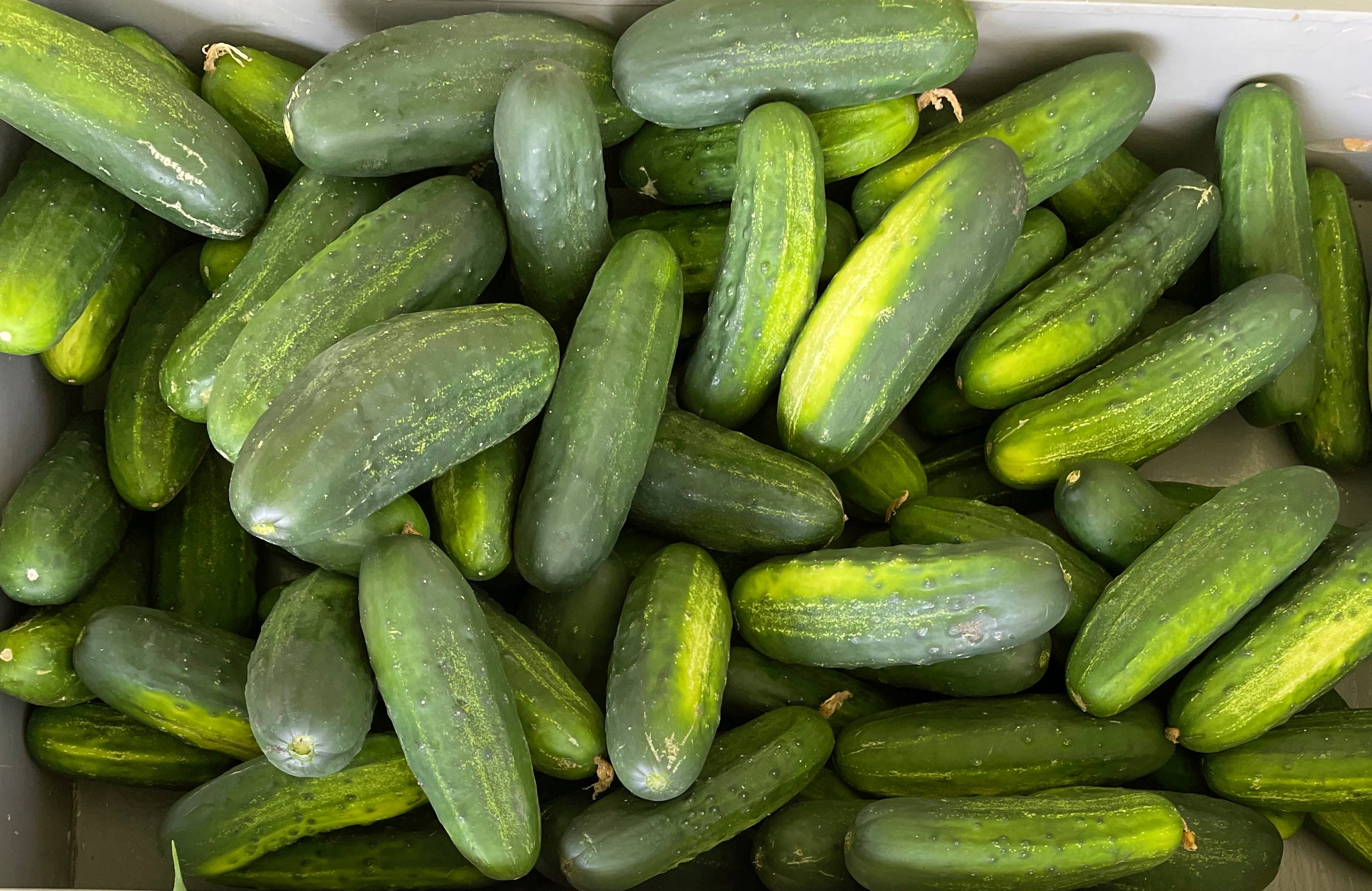 Pickle Display